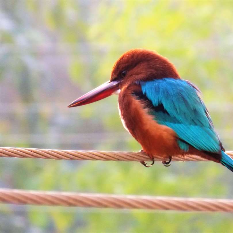 uccello blu e marrone sulla corda marrone durante il giorno puzzle scorrevole online
