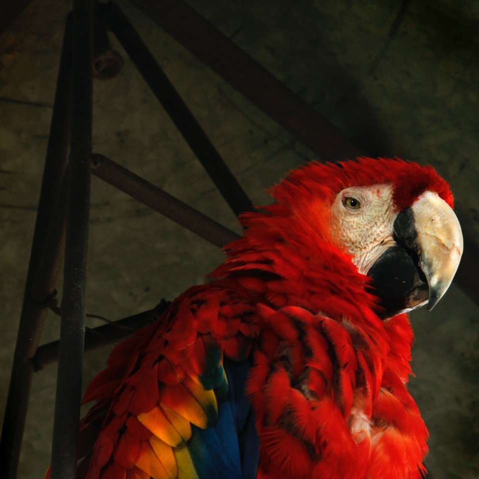 pappagallo rosso e blu sulla barra di metallo nero puzzle online
