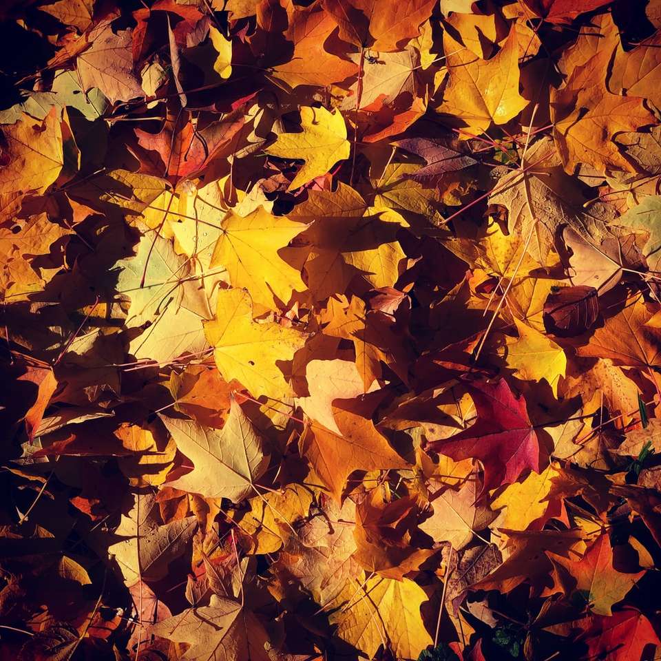 feuilles d'érable marron sur le sol puzzle coulissant en ligne