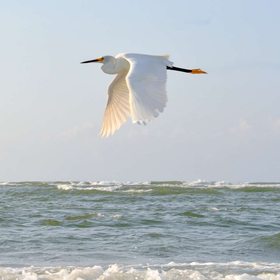 bílý pták létající nad mořem během dne posuvné puzzle online
