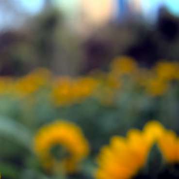 sárga virág billenő eltolódású lencsében online puzzle