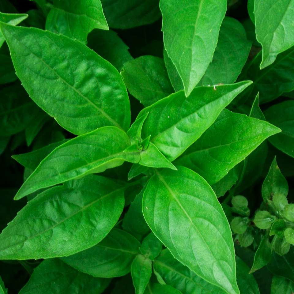 groene bladplant overdag online puzzel