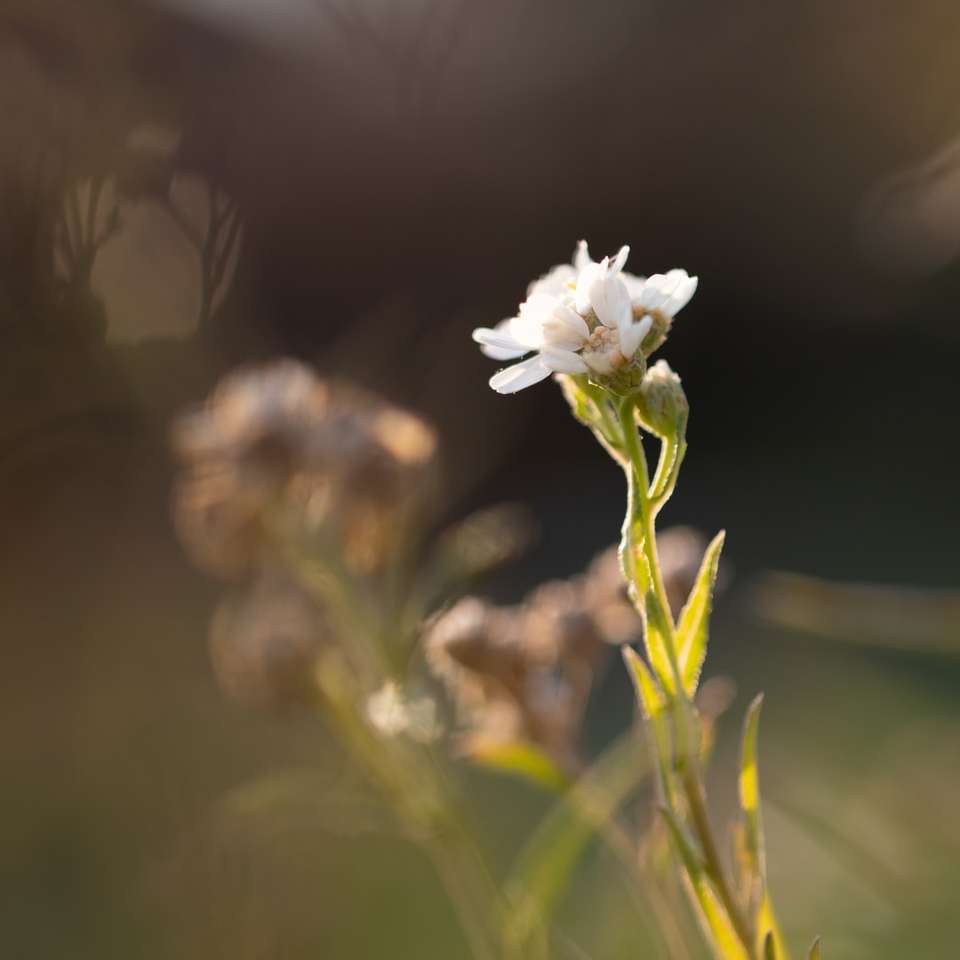 vit blomma i tilt shift-lins Pussel online
