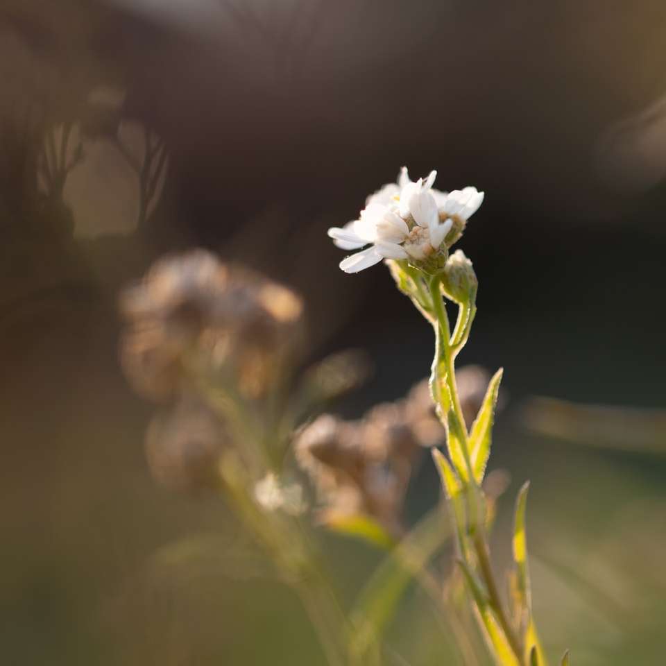 flor blanca en lente de cambio de inclinación rompecabezas en línea