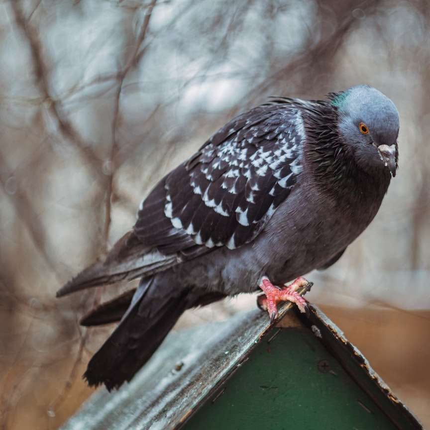 синій і сірий птах на коричневій дерев'яної поверхні онлайн пазл