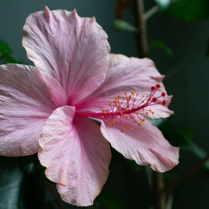 マクロ撮影のピンクと白の花 オンラインパズル