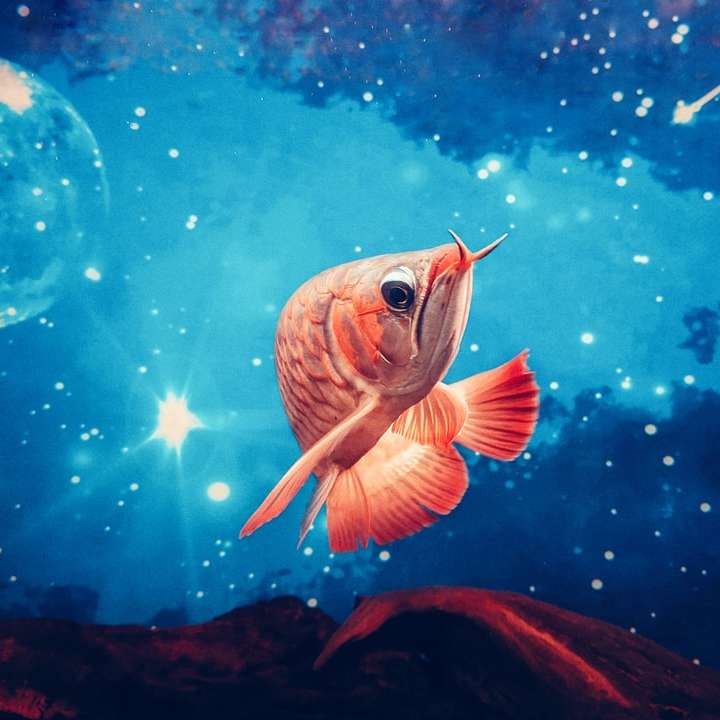 orange och vit fisk under vatten glidande pussel online