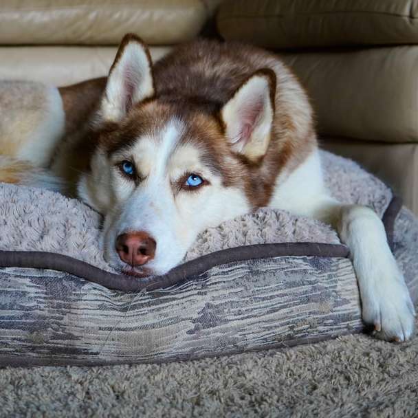 witte en bruine Siberische husky liggend op grijze houten vloer online puzzel