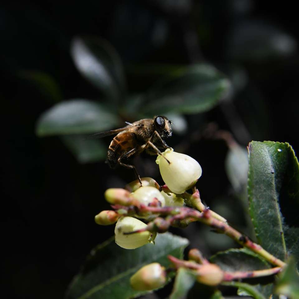 μαύρο και κίτρινο μέλισσα σε λευκό λουλούδι online παζλ