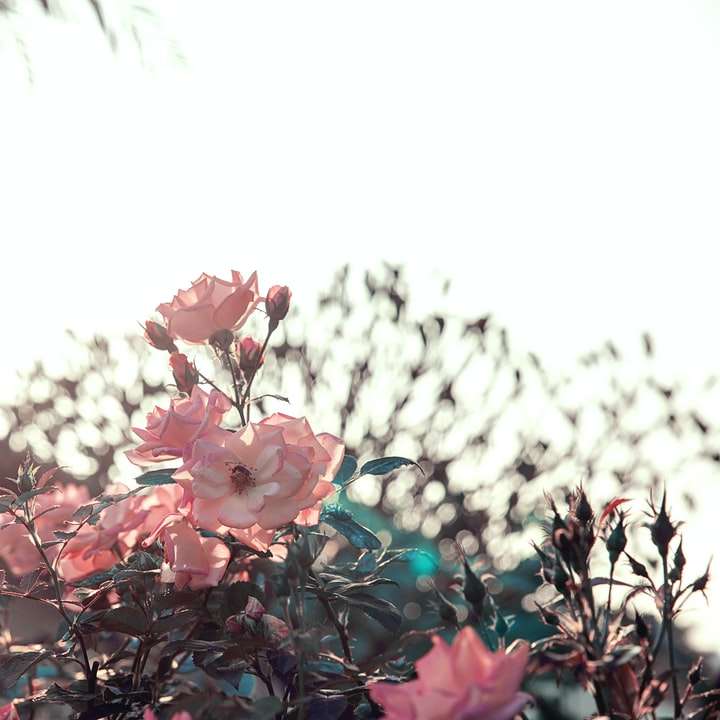 flori roz cu frunze verzi puzzle online