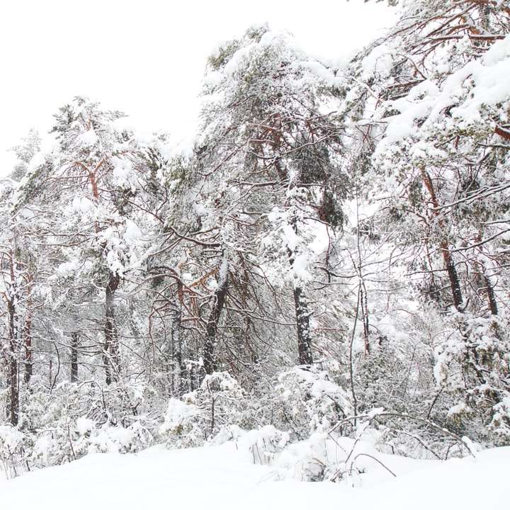 árvores cobertas de neve durante o dia puzzle deslizante online