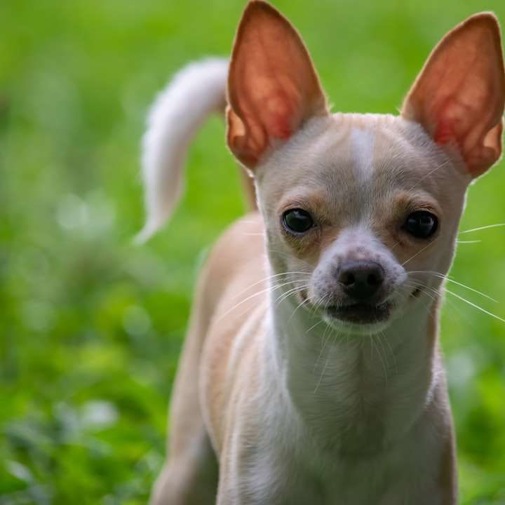 witte en bruine chihuahua pup schuifpuzzel online