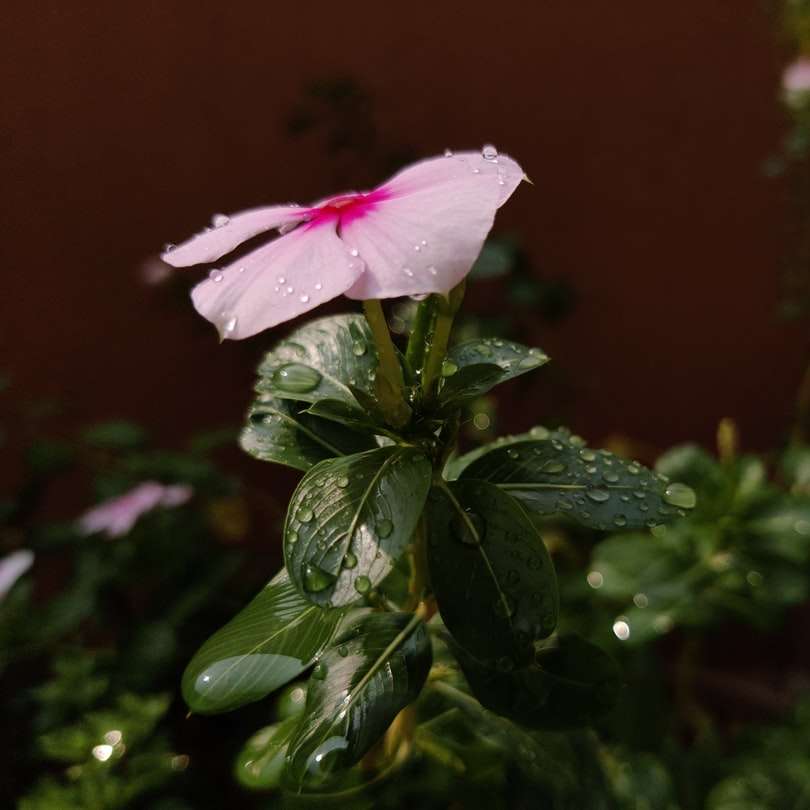 ροζ ιβίσκος σε άνθιση κατά τη διάρκεια της ημέρας συρόμενο παζλ online