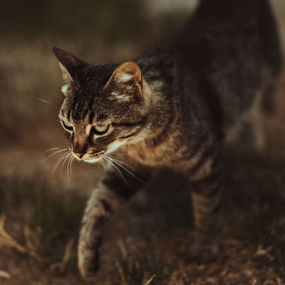 hnědá mourovatá kočka na poli hnědé trávy posuvné puzzle online