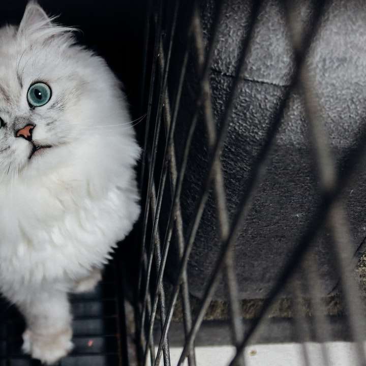 vit persisk katt på svart bur Pussel online