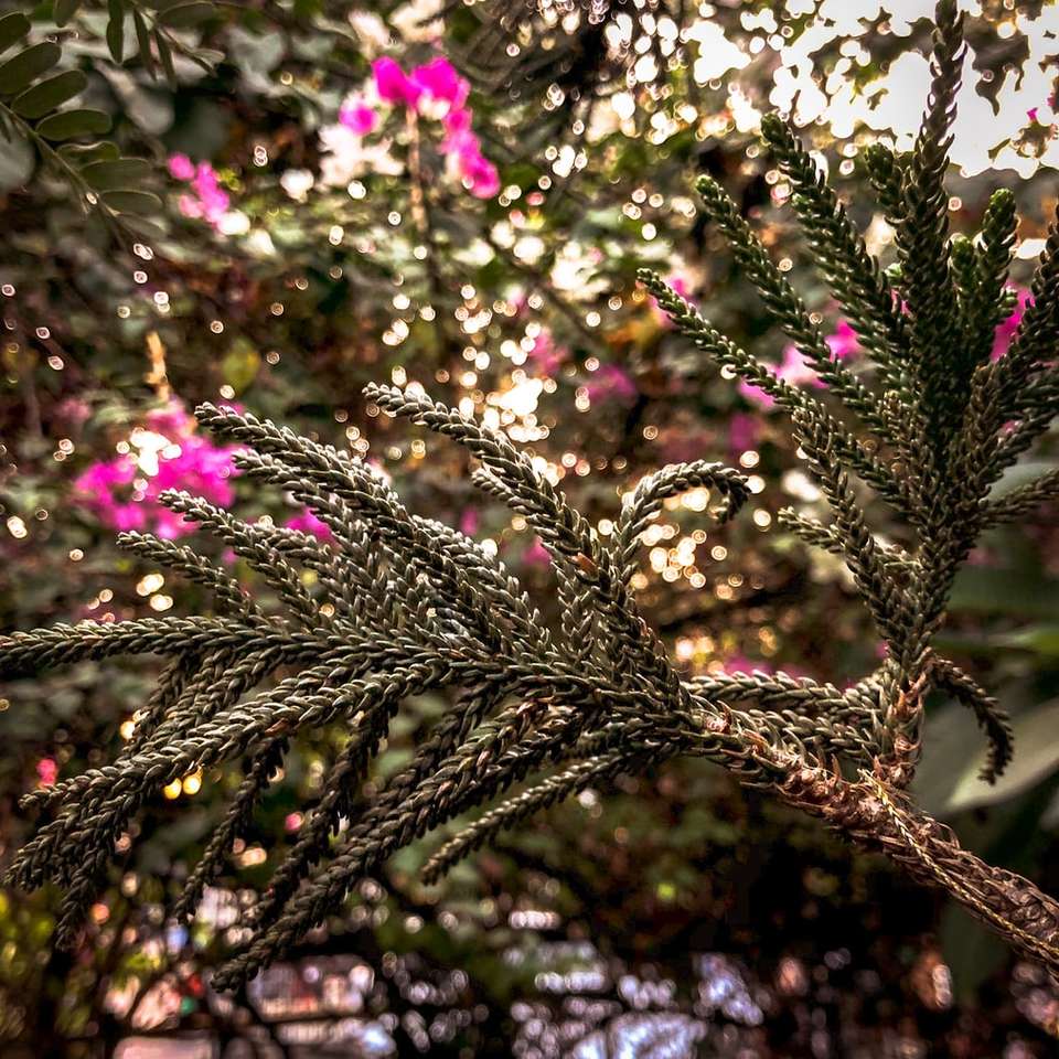 plantă verde și roz în timpul zilei alunecare puzzle online