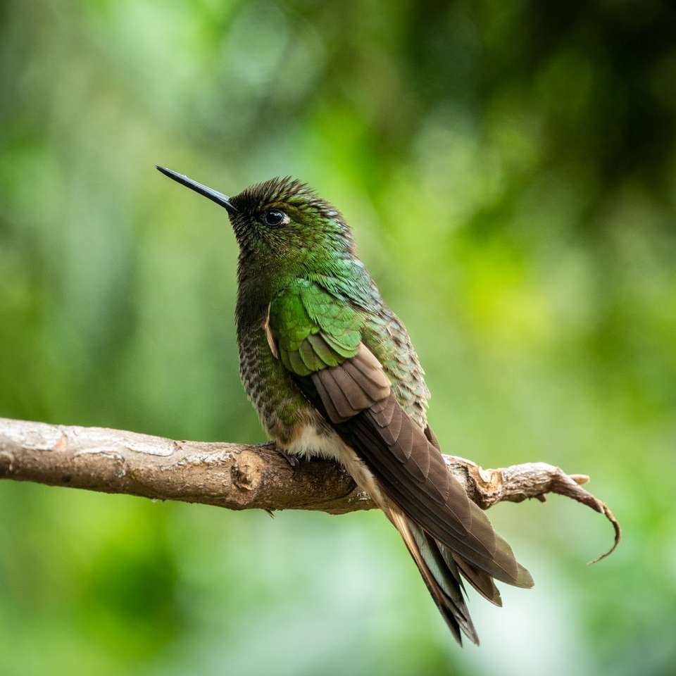 πράσινο και καφέ βουητό πουλί σε κλαδί δέντρου καφέ συρόμενο παζλ online