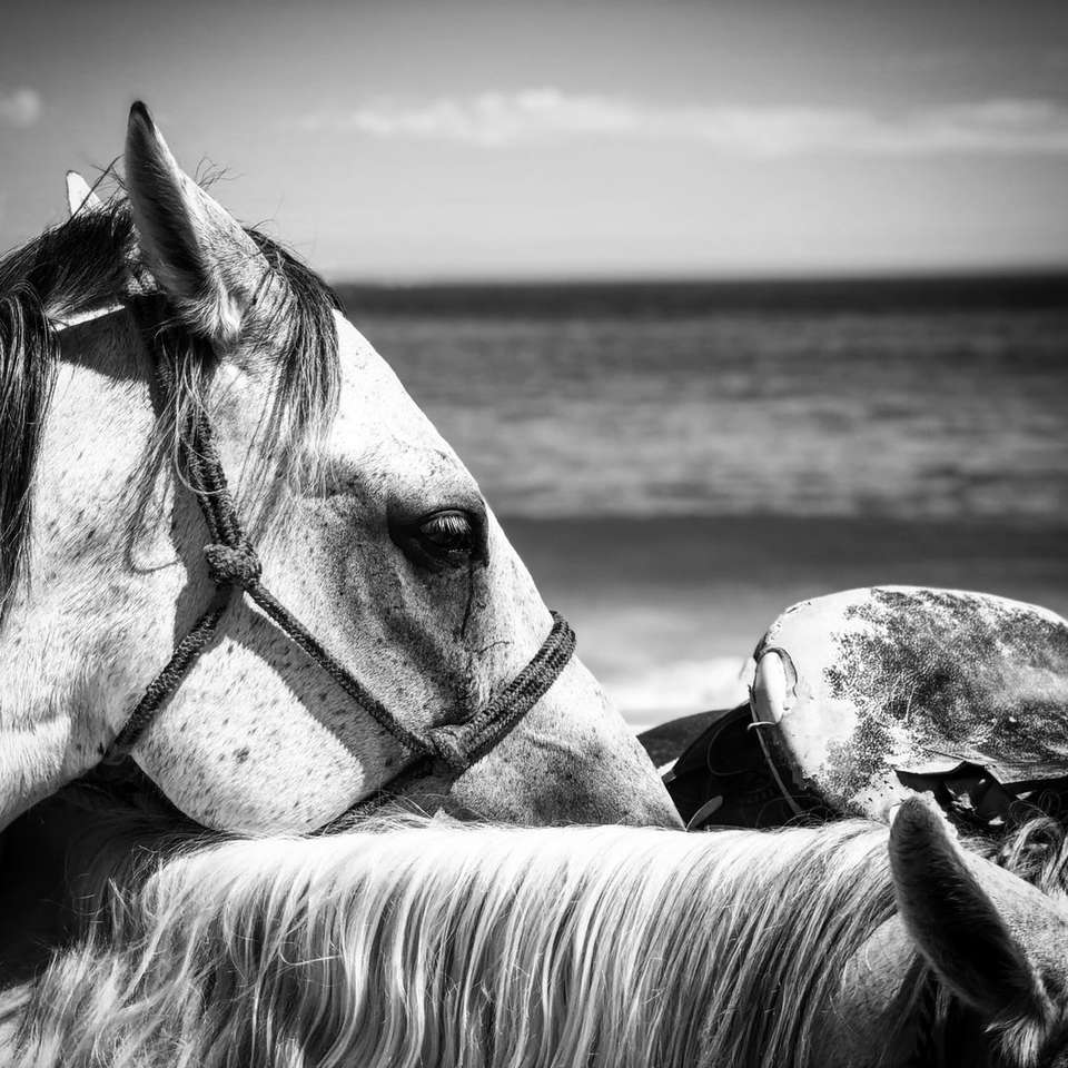 fotografie în tonuri de gri a calului care mănâncă pe plajă puzzle online