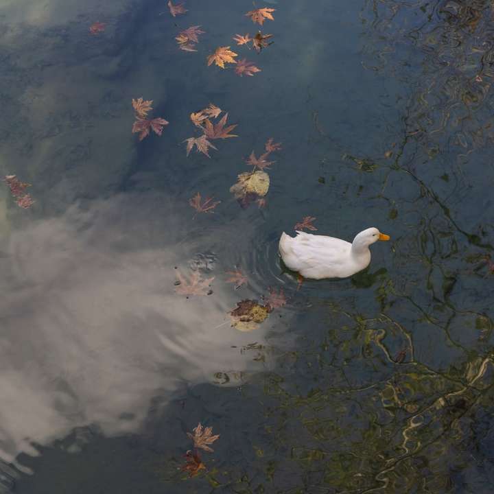 cisne branco na água durante o dia puzzle deslizante online
