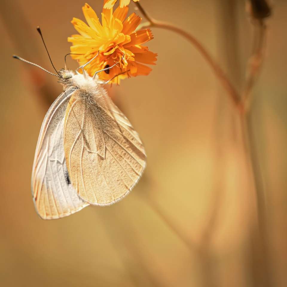 fluture alb și galben cocoțat pe floarea galbenă puzzle online