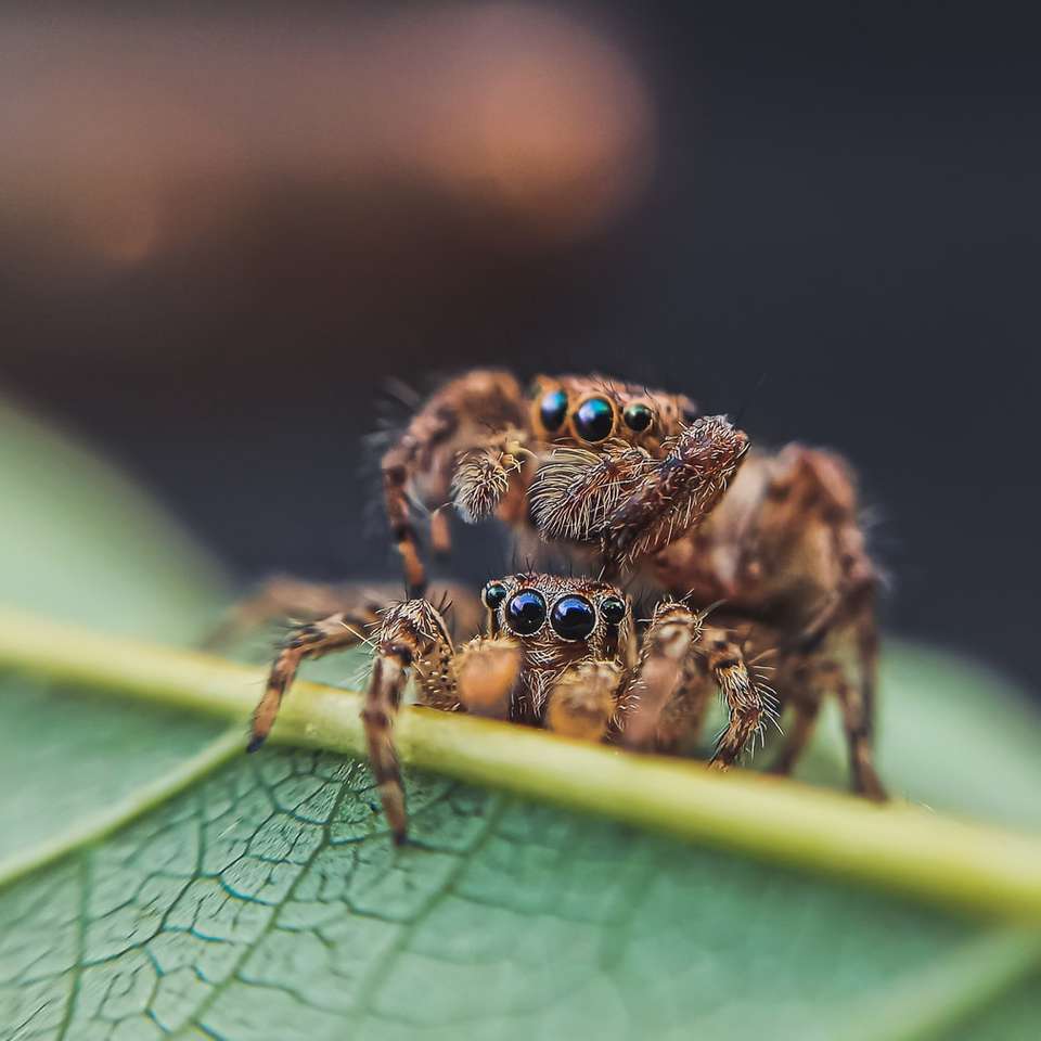 brązowy i czarny skaczący pająk na zielonym liściu puzzle online