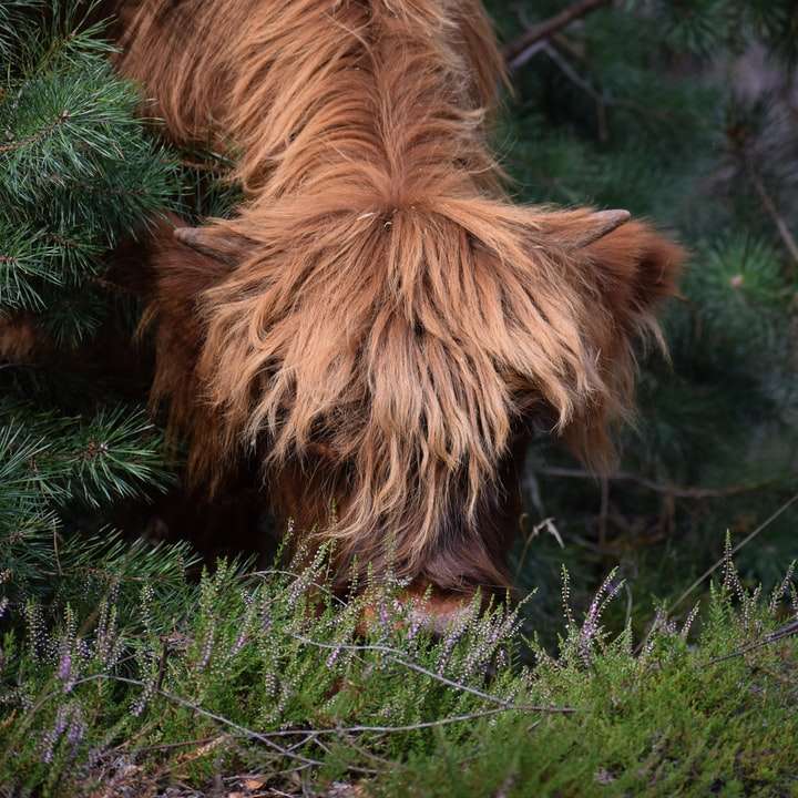 Perro pequeño de pelo largo marrón en campo de hierba verde rompecabezas en línea