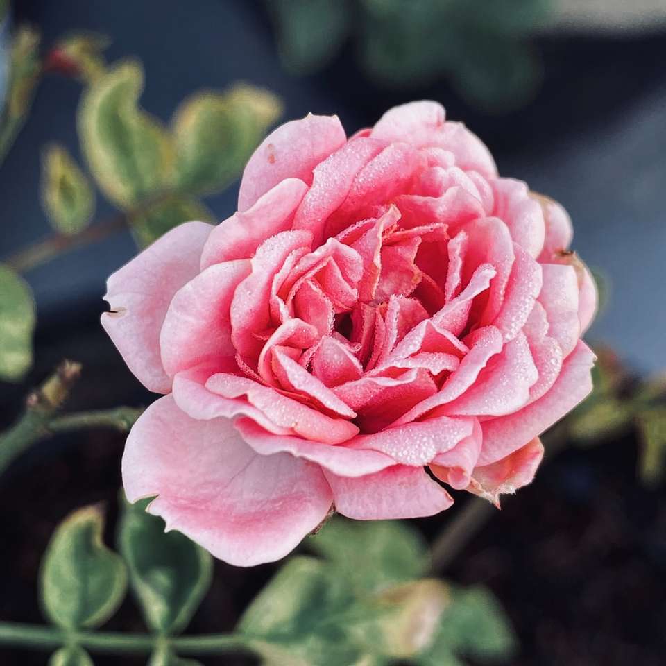 rose rose en fleur pendant la journée puzzle coulissant en ligne