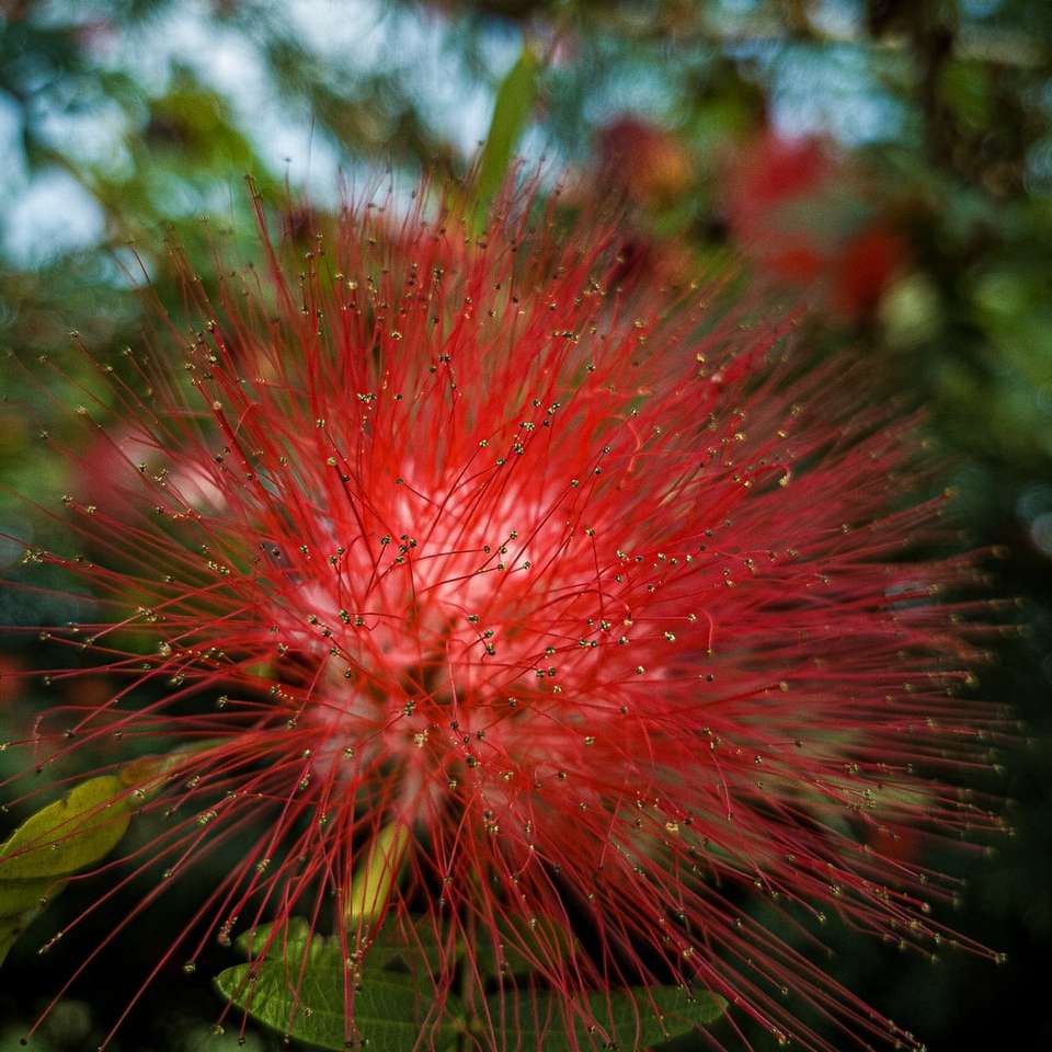 röd och grön växt i närbildfotografering Pussel online