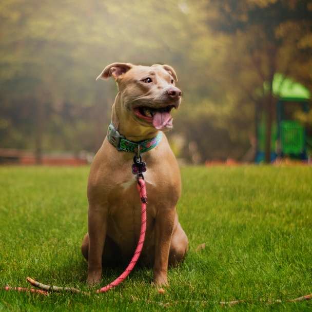 brauner kurz beschichteter Hund, der auf grünem Grasfeld läuft Schiebepuzzle online
