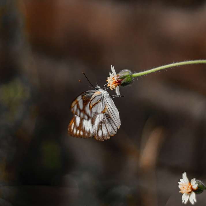 Бело-черная бабочка сидит на белом цветке онлайн-пазл