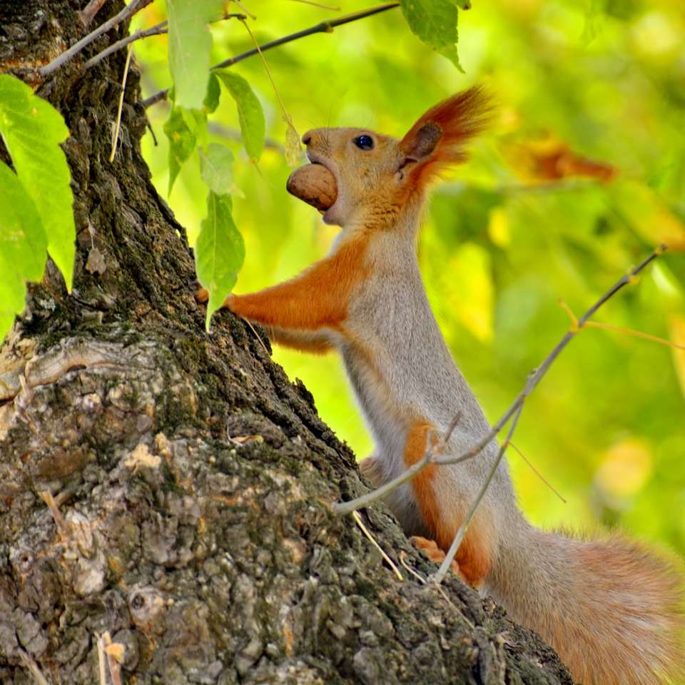 barna mókus nappali barna faágon online puzzle