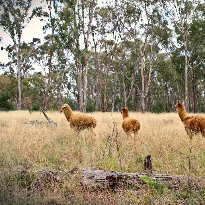 pecore marroni sul campo di erba marrone durante il giorno puzzle online
