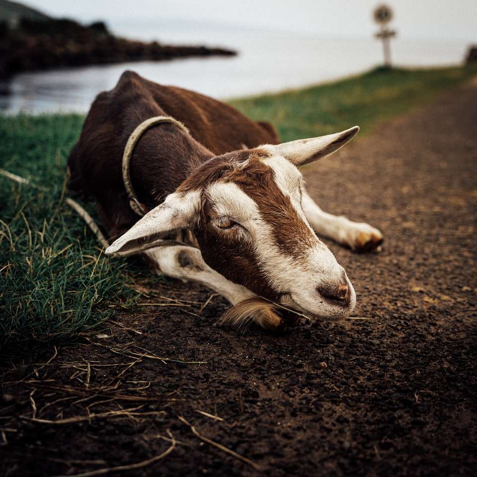 кафява и бяла крава, лежаща на зелена трева през деня плъзгащ се пъзел онлайн