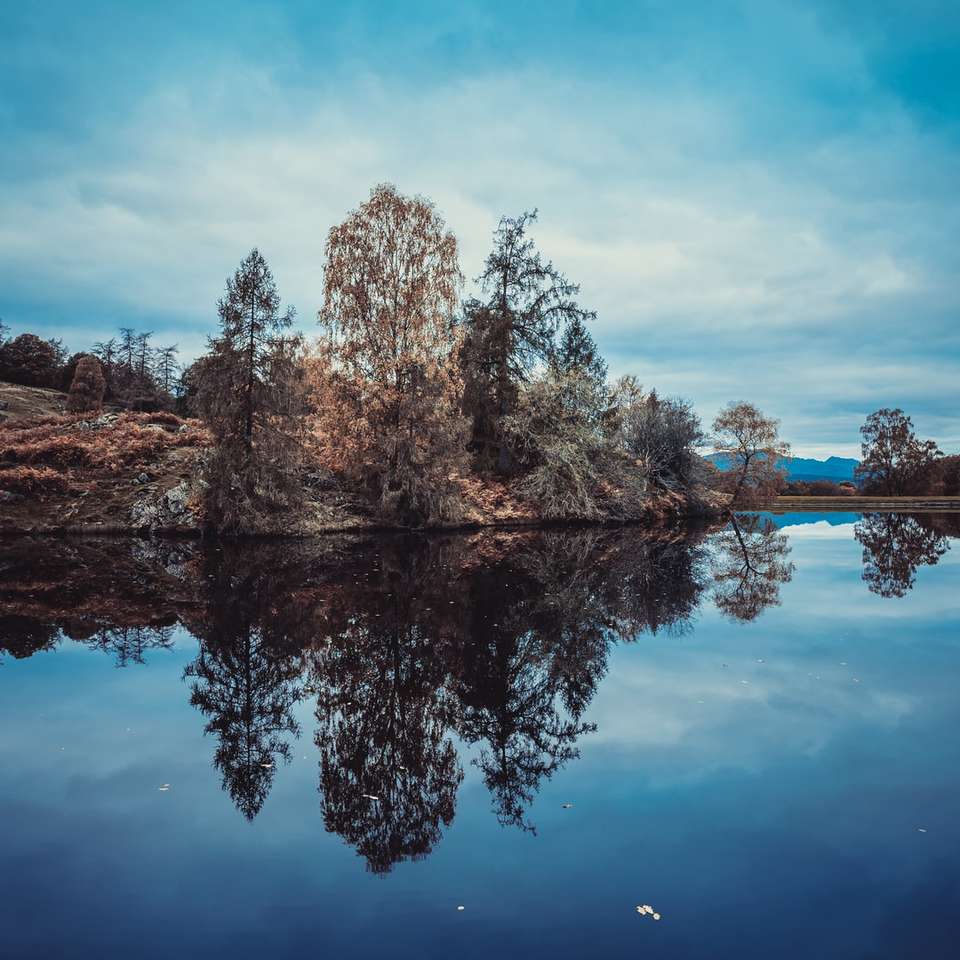 barna fák mellett víztömeg kék ég alatt online puzzle