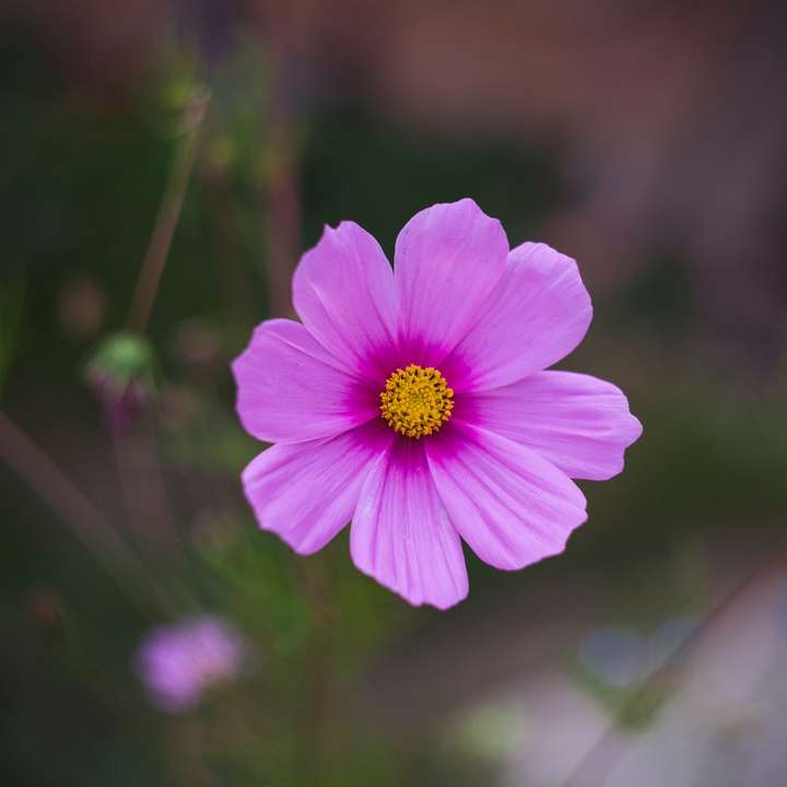 rosa Kosmosblume in der Blüte während des Tages Online-Puzzle