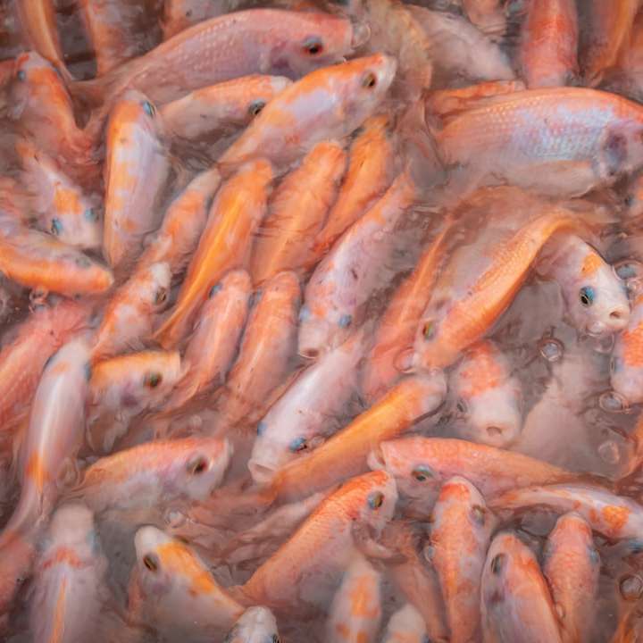 orange och silverfiskar på vatten Pussel online