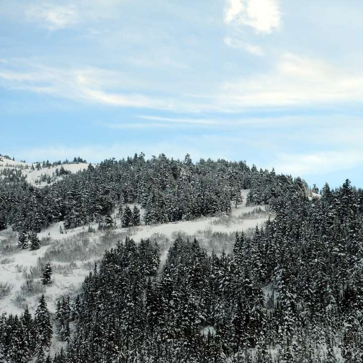 зелені сосни, покриті снігом під блакитним небом розсувний пазл онлайн