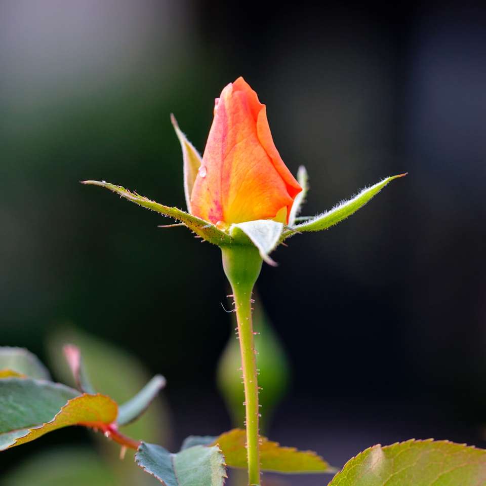 червона троянда в цвіту в денний час онлайн пазл