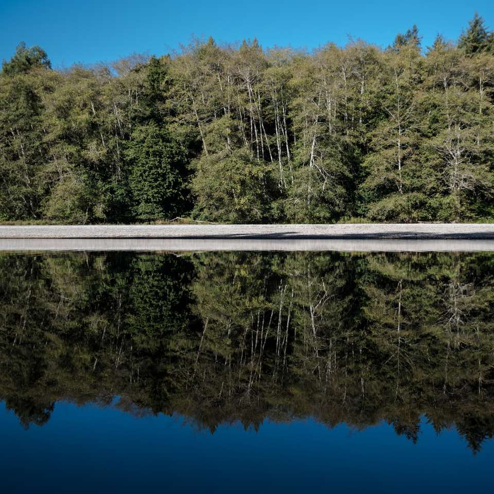 отражение деревьев на воде онлайн-пазл