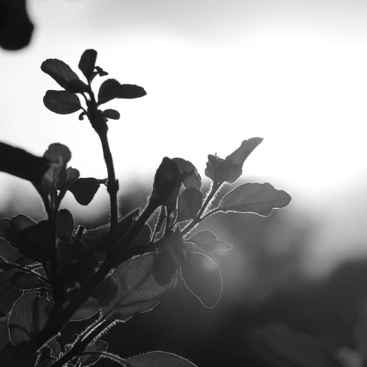 фотография цветка с листьями в оттенках серого онлайн-пазл