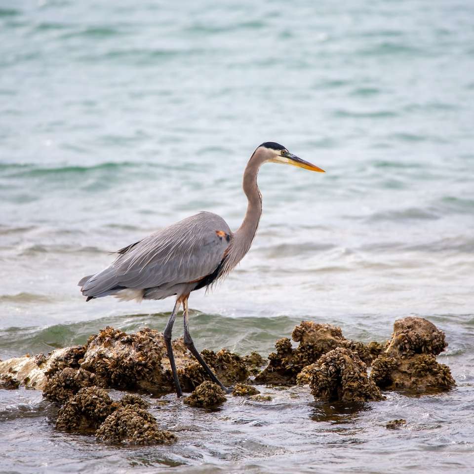 grey heron on rock near sea during daytime online puzzle