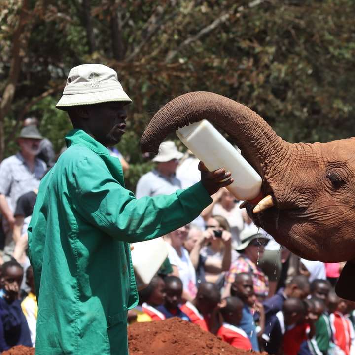 άνθρωποι με πράσινο σακάκι στέκεται δίπλα σε καφέ ελέφαντα online παζλ