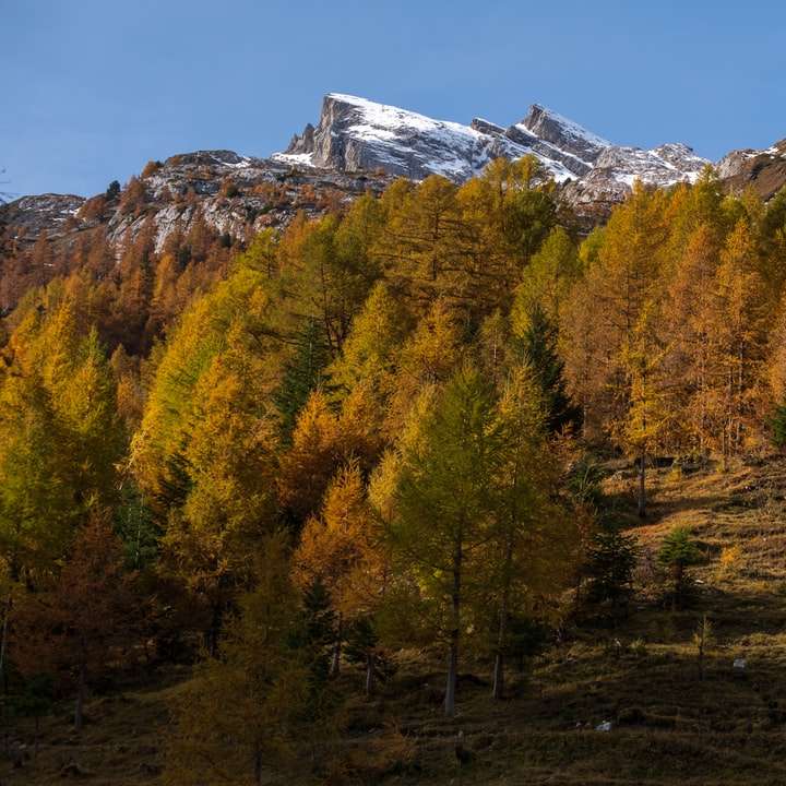 alberi verdi e marroni vicino alla montagna durante il giorno puzzle scorrevole online