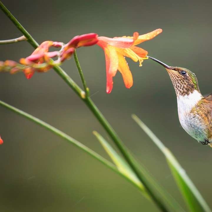 grön och vit kolibri som flyger över röda blommor glidande pussel online
