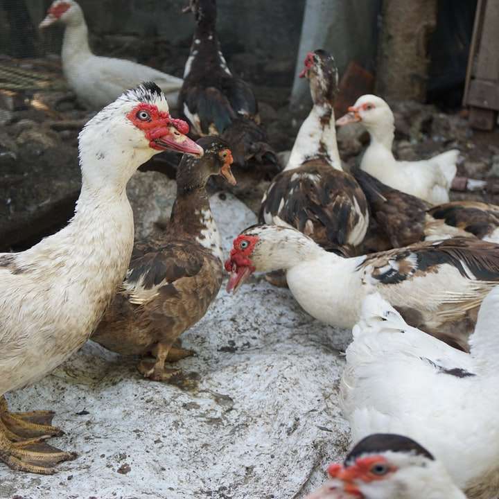 biała kaczka i brązowy kurczak na szarym piasku w ciągu dnia puzzle przesuwne online