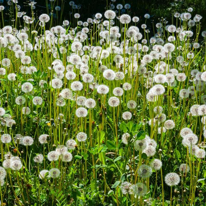 campo de flores de diente de león blanco durante el día rompecabezas en línea