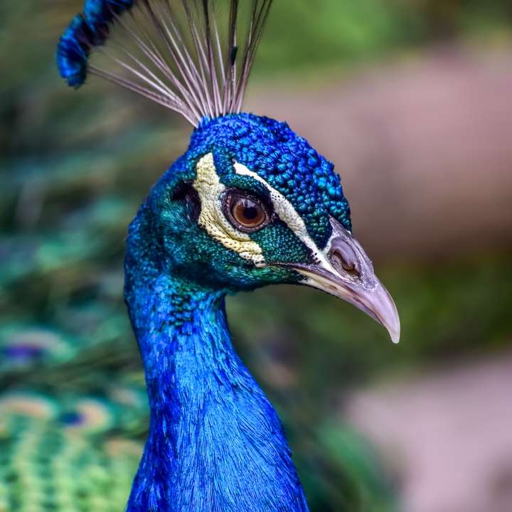 blauwe pauw in close-up fotografie online puzzel