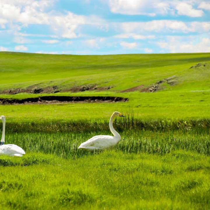 biały łabędź na zielonym polu trawy puzzle online