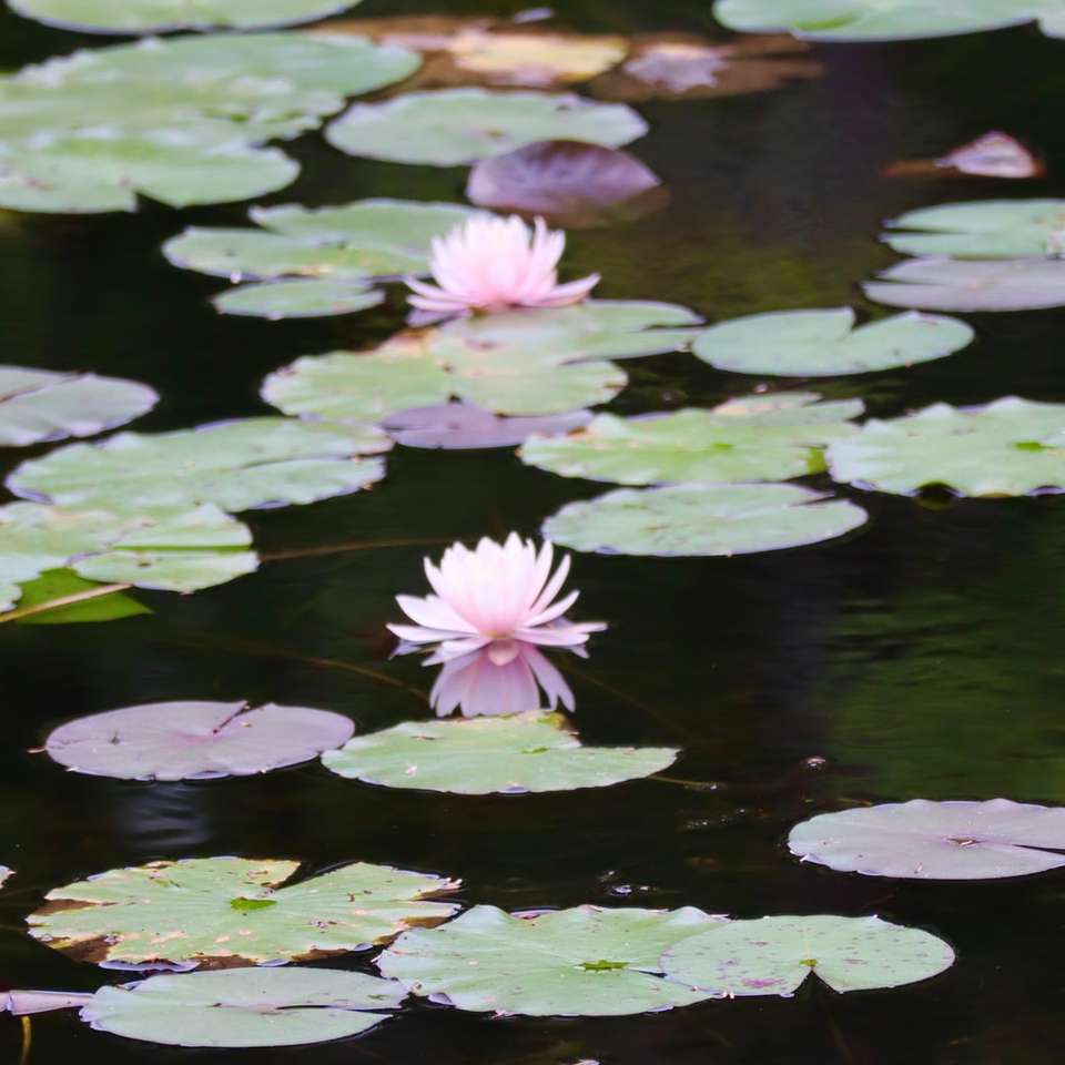 fiore di loto viola sull'acqua puzzle online