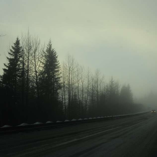 Carretera de asfalto negro entre árboles verdes cubiertos de niebla rompecabezas en línea